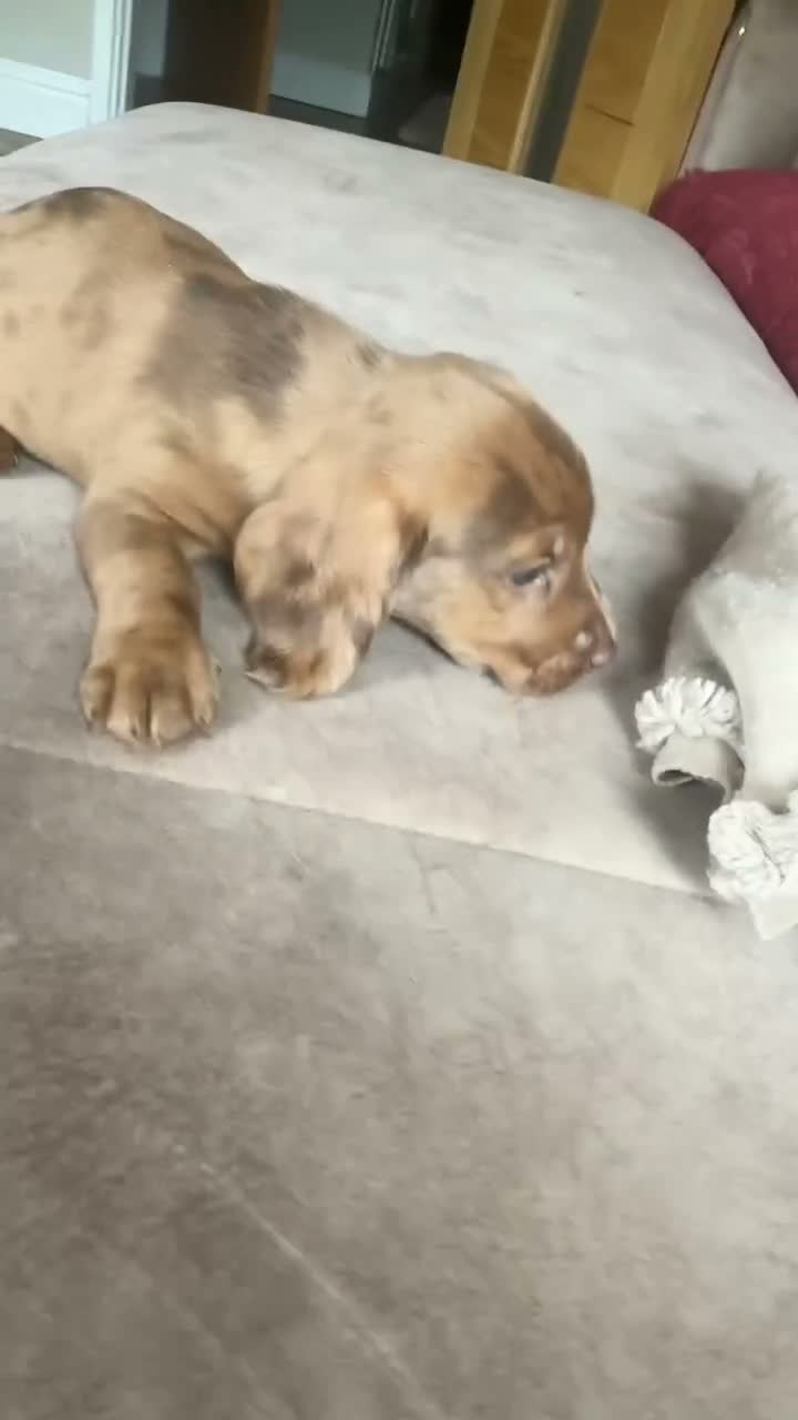 Mixed Breed dogs for sale: 8 week old dockers 4 males  - Video 4