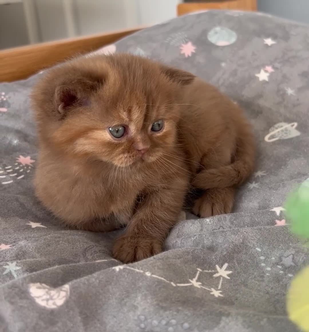British Shorthair cats for sale: 🏆 Exceptional GCCF Registered BSH Kittens - Video 1