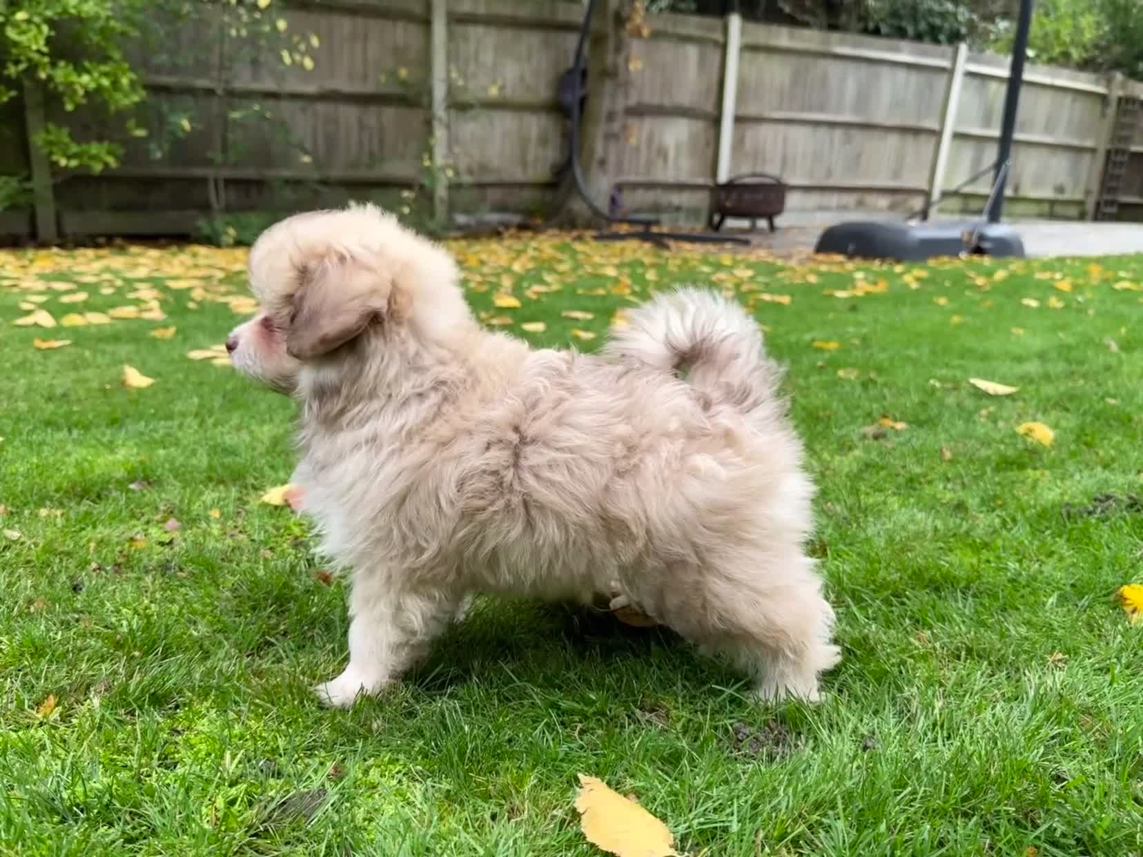 Mixed Breed dogs for sale: Gorgeous Pomapoos Female ready. Vaccinated Chipped - Video 1