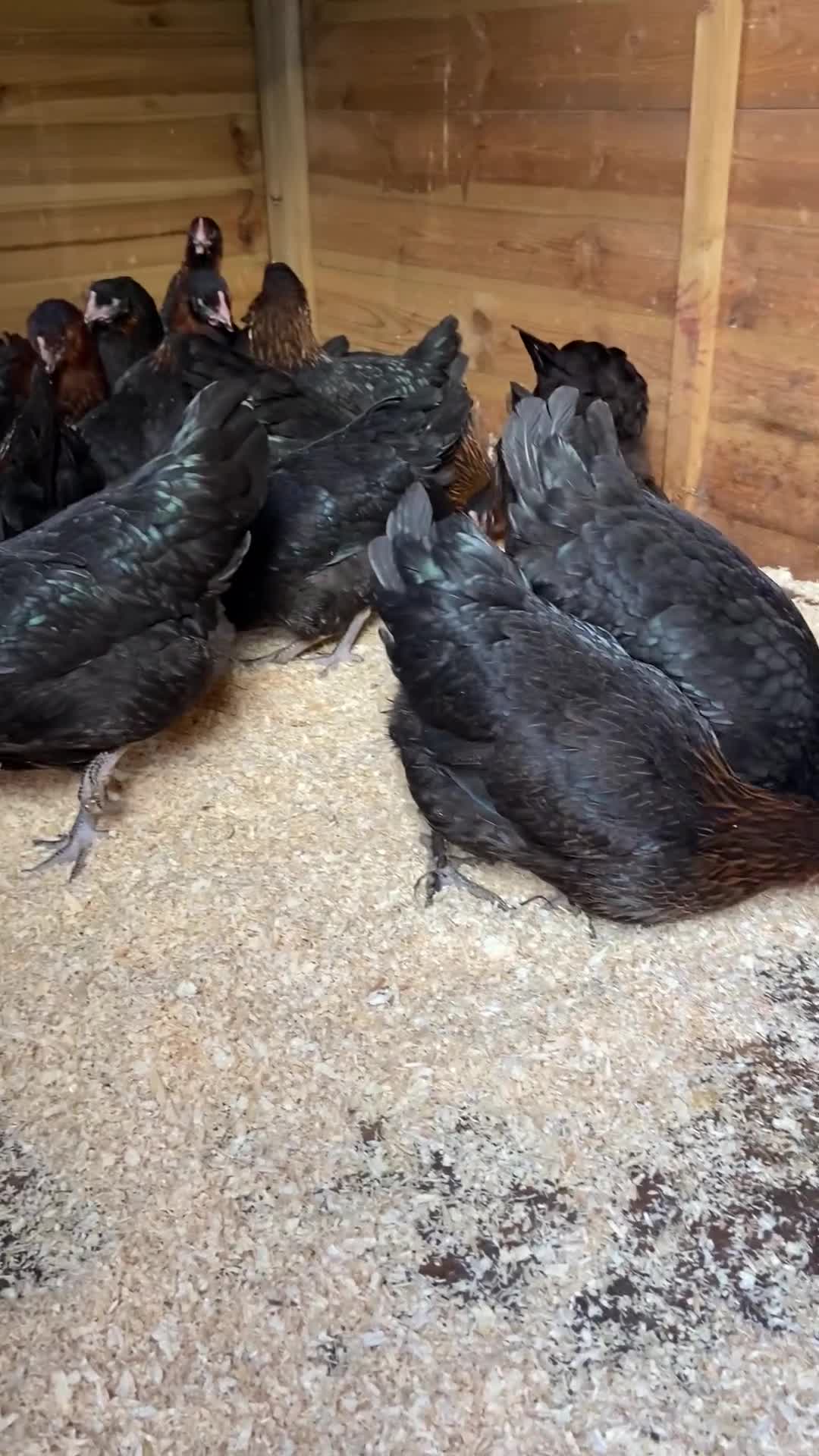 Chickens poultry for sale: Burford Hens at point of lay  - Video 1