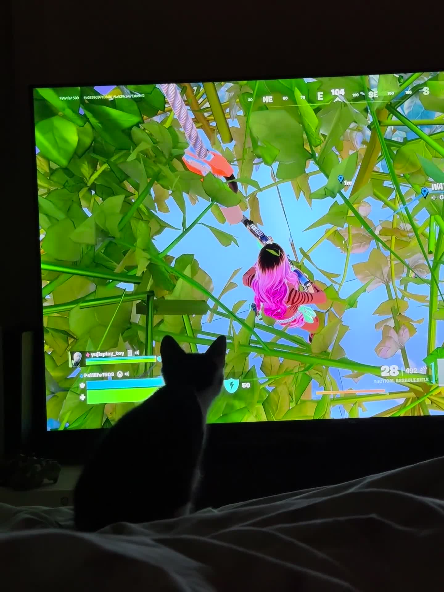 Mixed Breed cats for sale: Male tuxedo kitten  in Oldham - Video 1
