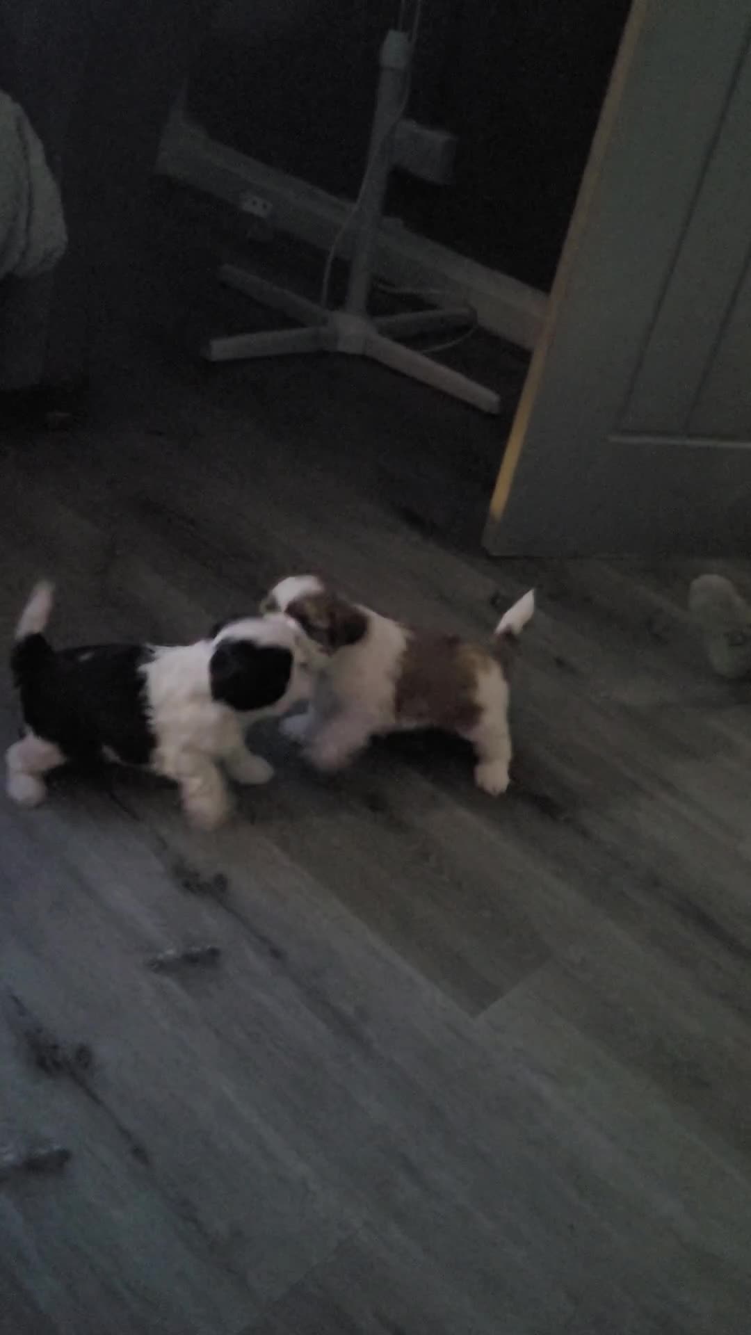 Shihpoo dogs for sale: Shitzpoo  - Video 1
