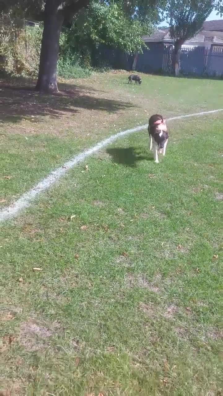 Mixed Breed dogs for adoption: Tilda  - Video 3