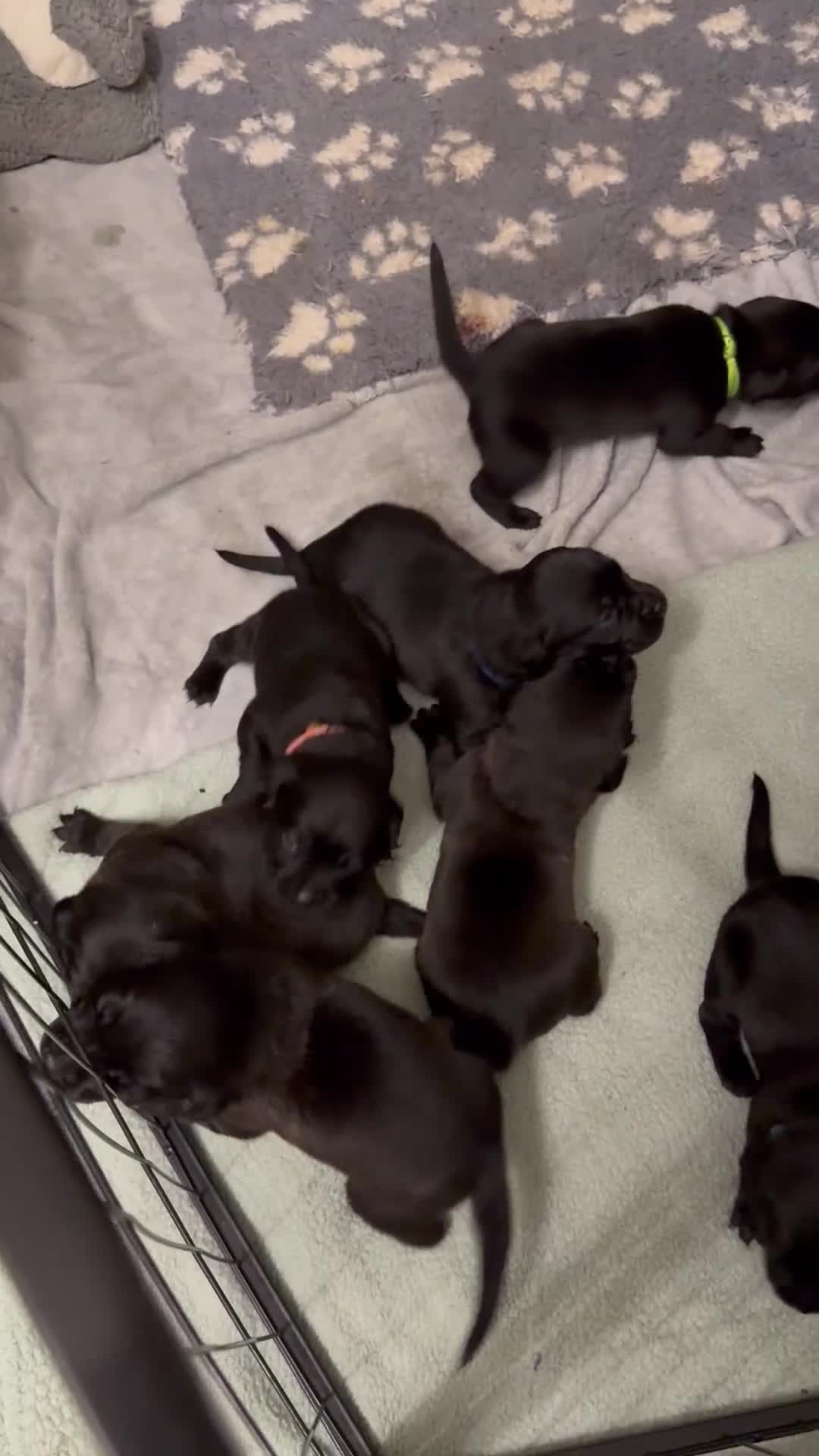 Mixed Breed dogs for sale: Mastador pups - Video 1