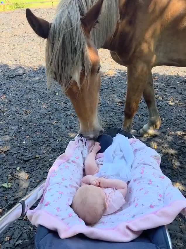 Welsh Section D horses for sale: 2 year old reg. welsh section D filly - Video 1