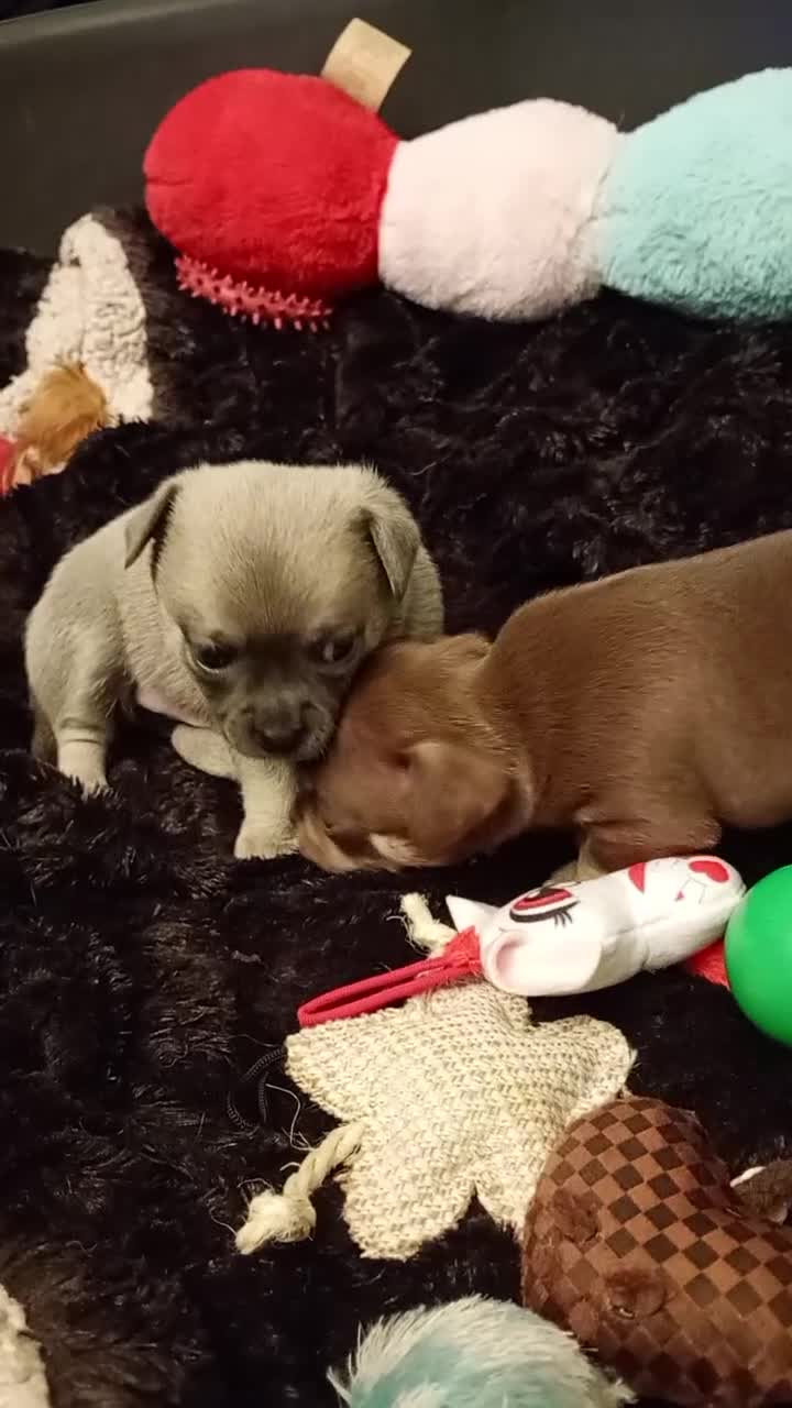 Chihuahua dogs for sale: 2 x chihuahua females  - Video 1