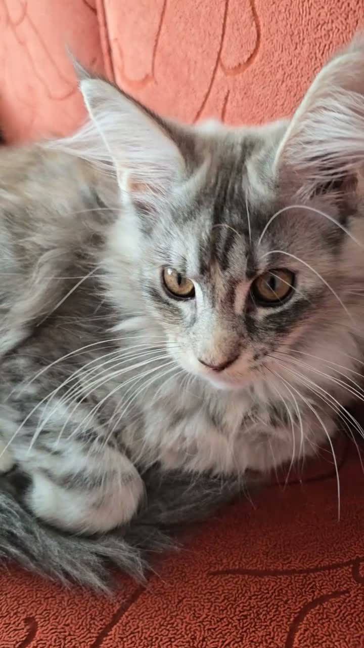 Maine Coon cats for sale: GCCF Registered Maine Coon Kittens Peterborough - Video 5