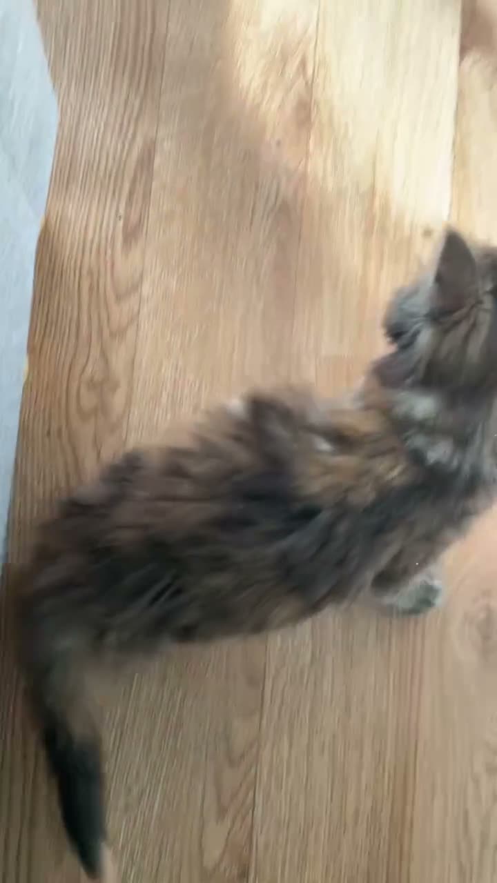 Mixed Breed cats for sale: longhaired female kittens (half Ragdoll mother)  - Video 1