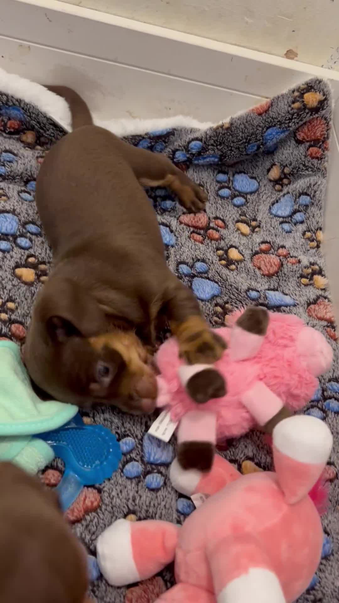 Miniature Dachshund dogs for sale: 4 beautiful miniature dachshund puppies - Video 2