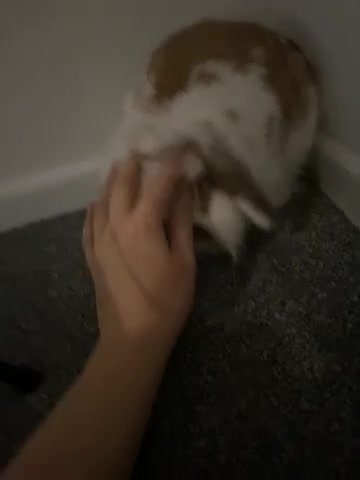 Mini Lop rabbits for sale: Mini lop in Abergavenny - Video 1