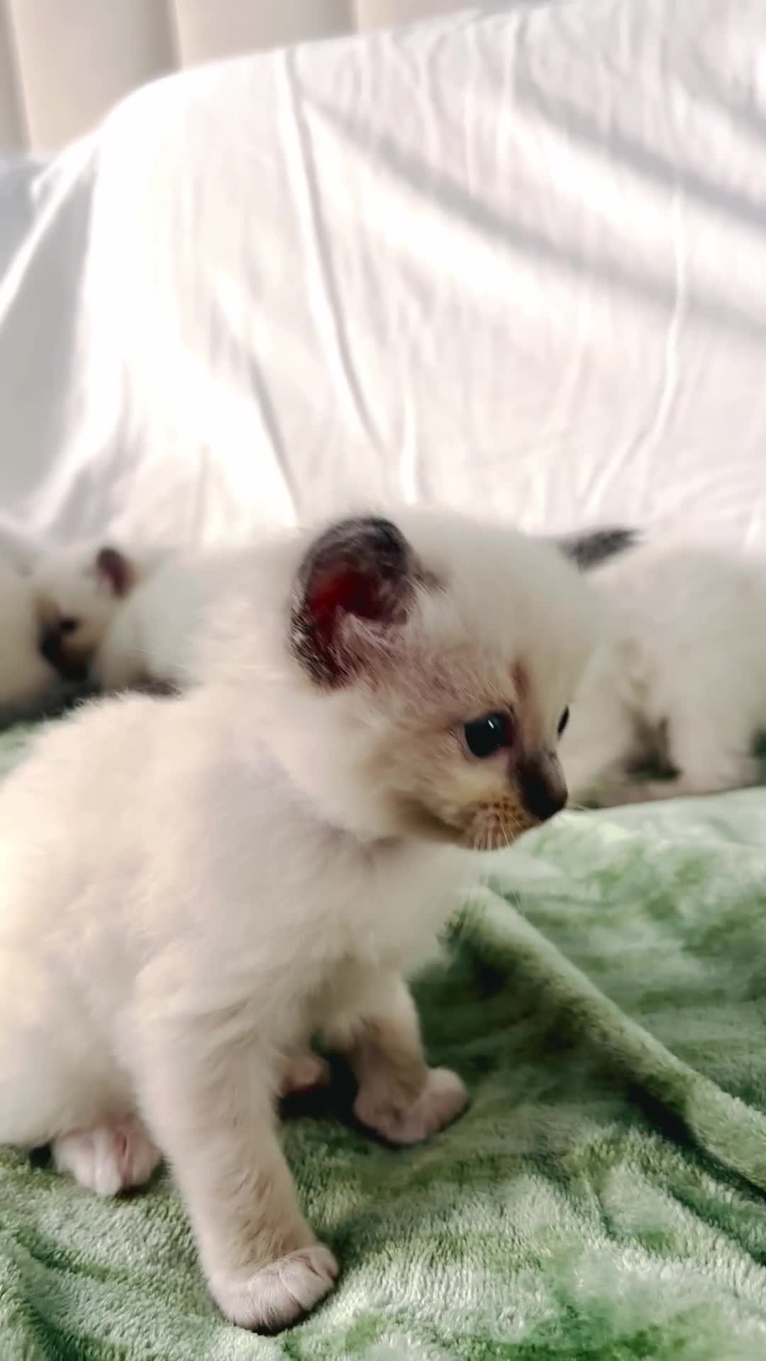 Ragdoll cats for sale: Gorgeous pedigree little babies  - Video 1