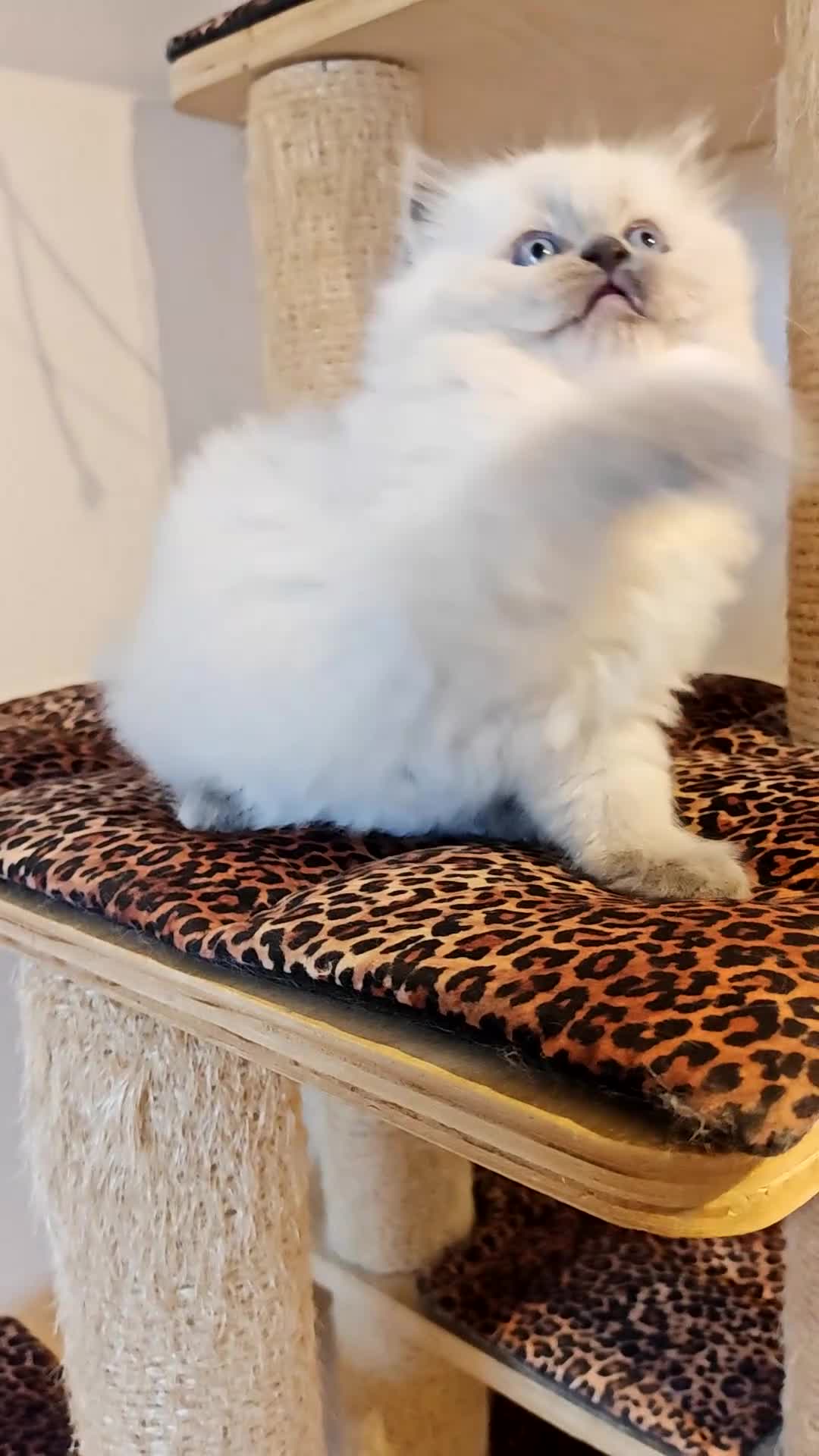 Ragdoll cats for sale: GCCF REGISTER KITTENS  - Video 2