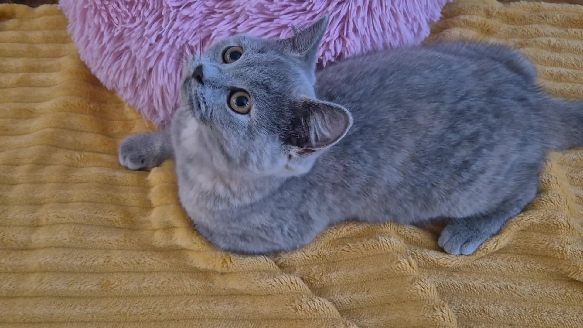 British Shorthair cats for sale: Ready! GCCF parents with champions in line,BSH - Video 2