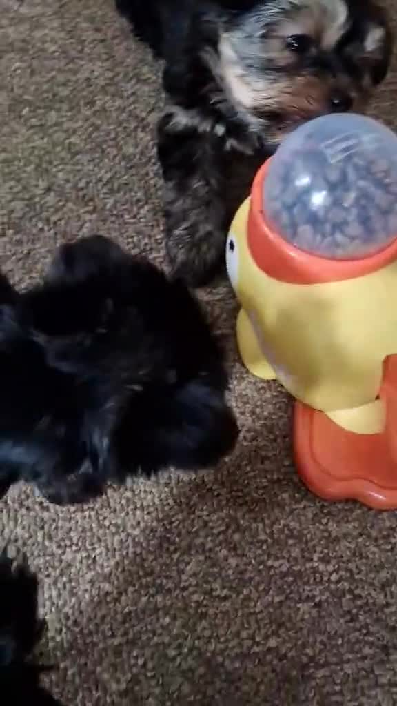 Yorkshire Terrier dogs for sale: Hi Mini Yorkshire Terrier for sale - Video 2