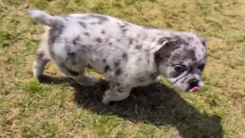 French Bulldog dogs for sale: Price reduced Fluffy French Bulldogs - Video 3