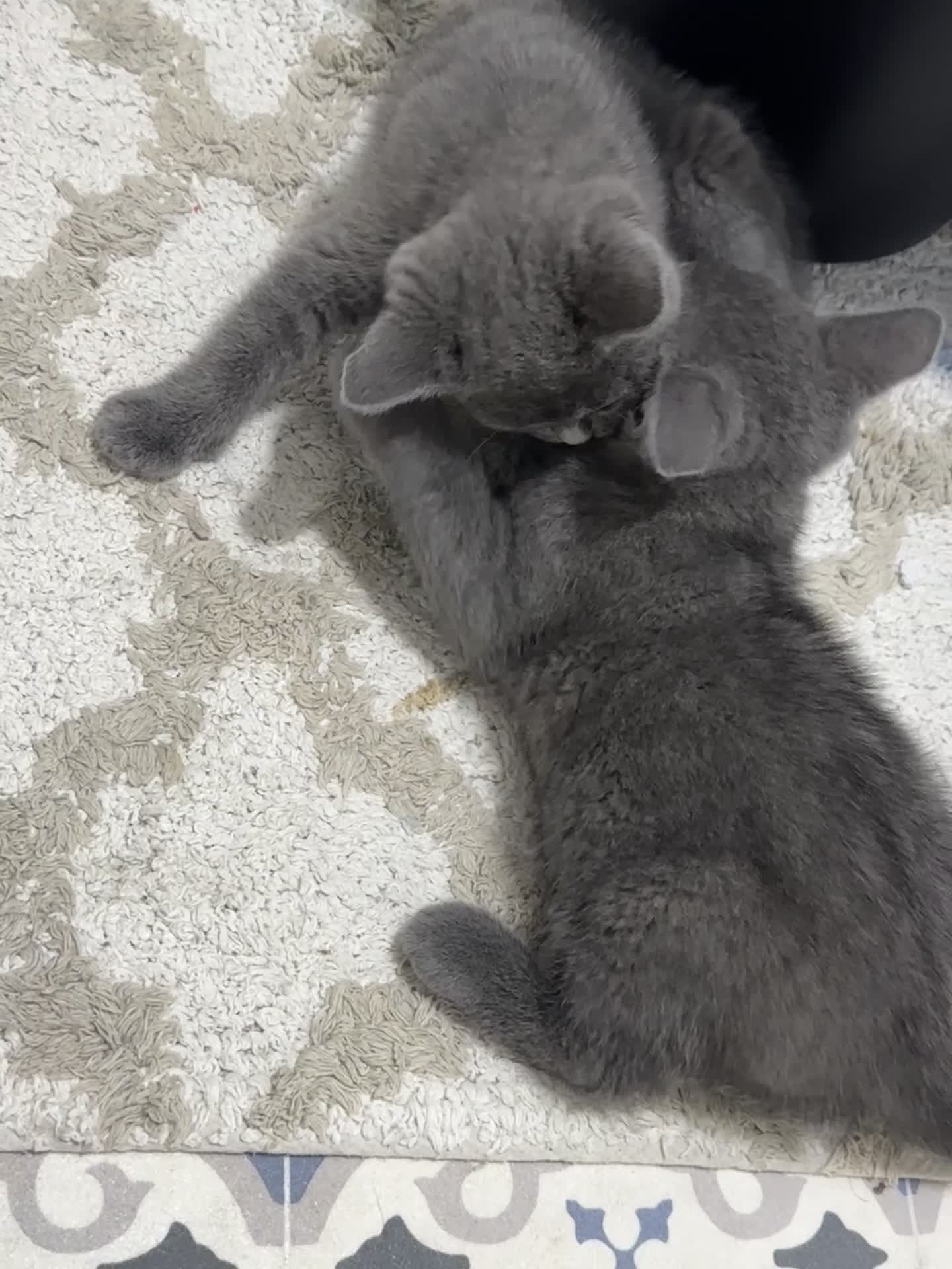 British Shorthair cats for sale: British shorthair kittens  - Video 1
