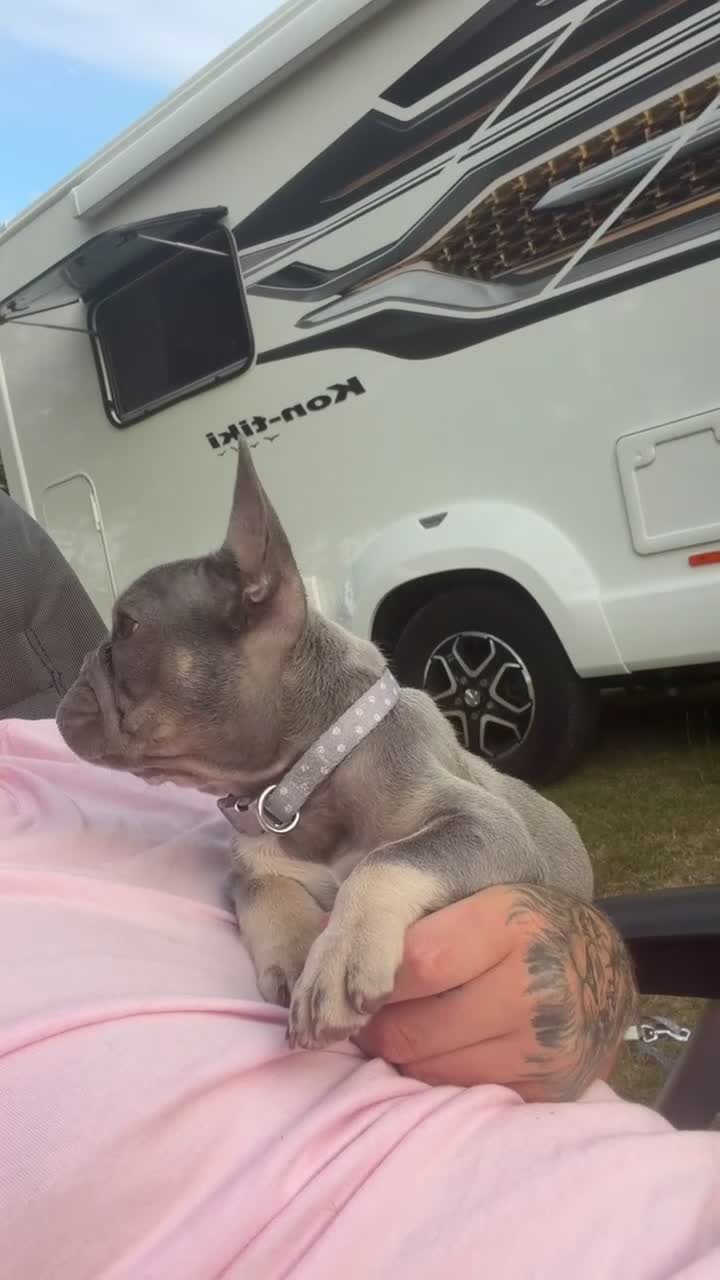 French Bulldog dogs for sale: Female french bulldog puppy  - Video 1