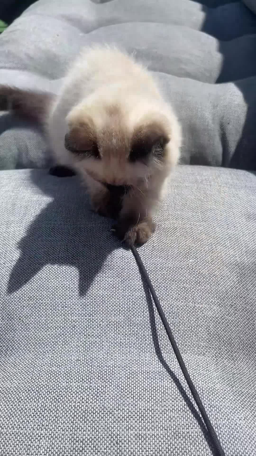 Siamese cats for sale: Ready Now – Stunning Blue-Eyed Siamese Kittens  - Video 3