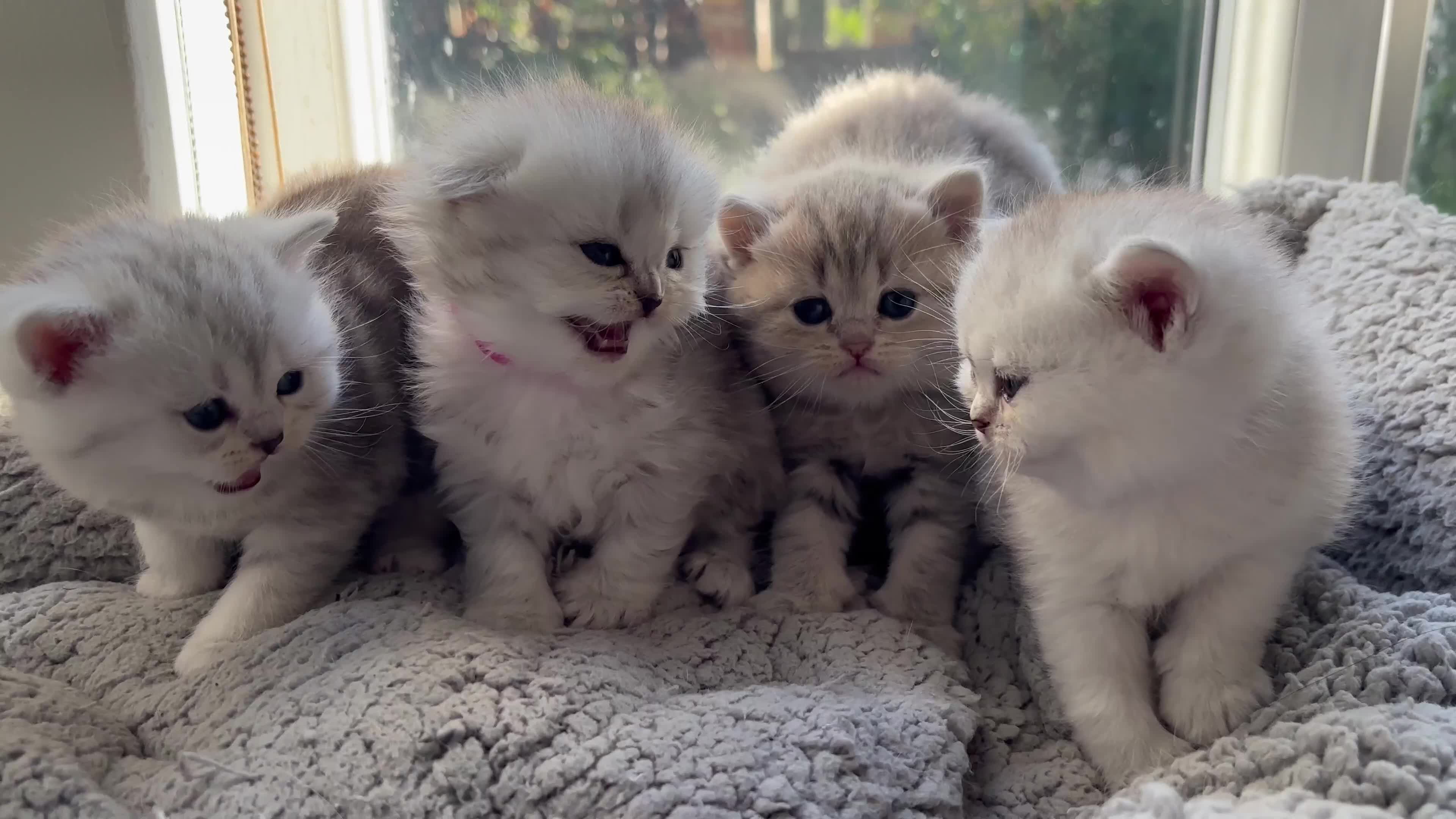 Scottish Fold cats for sale: ❤️ Persian Fold Rare Mix ❤️ - Video 1
