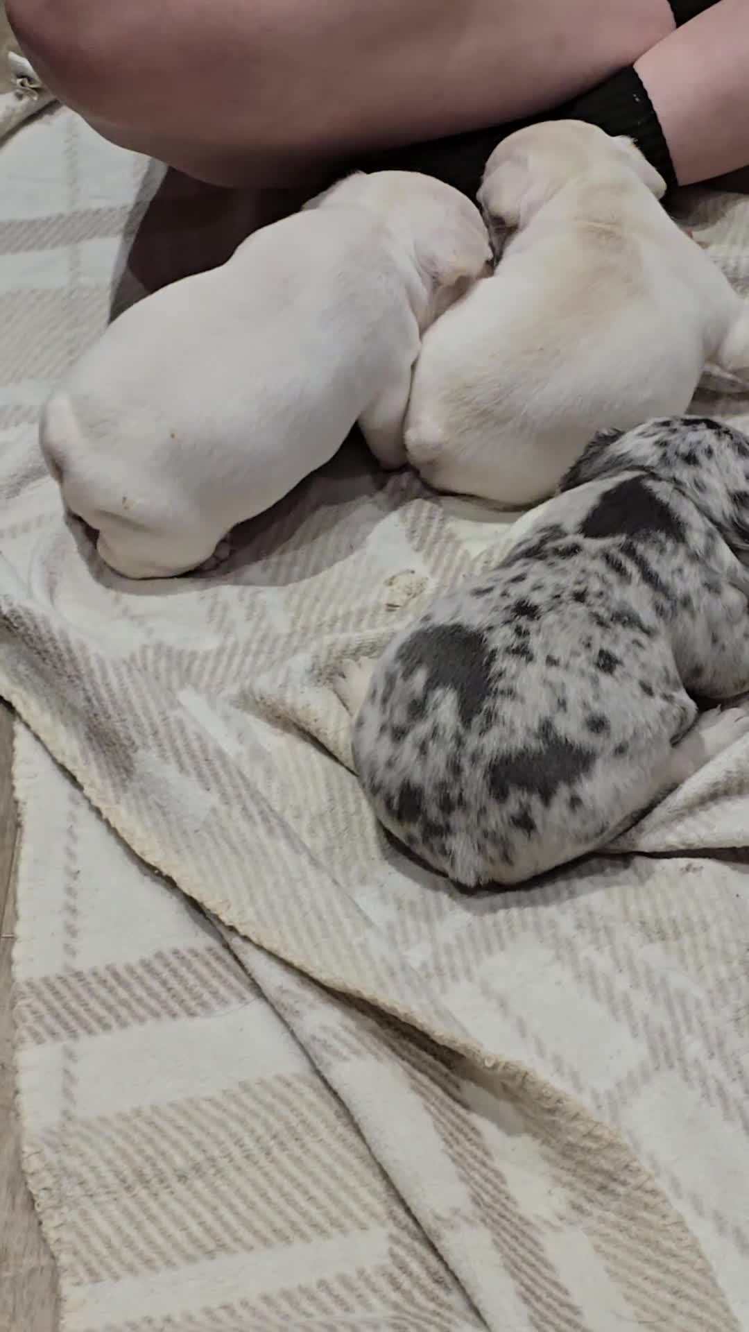 French Bulldog dogs for sale: French bulldog puppies  - Video 1
