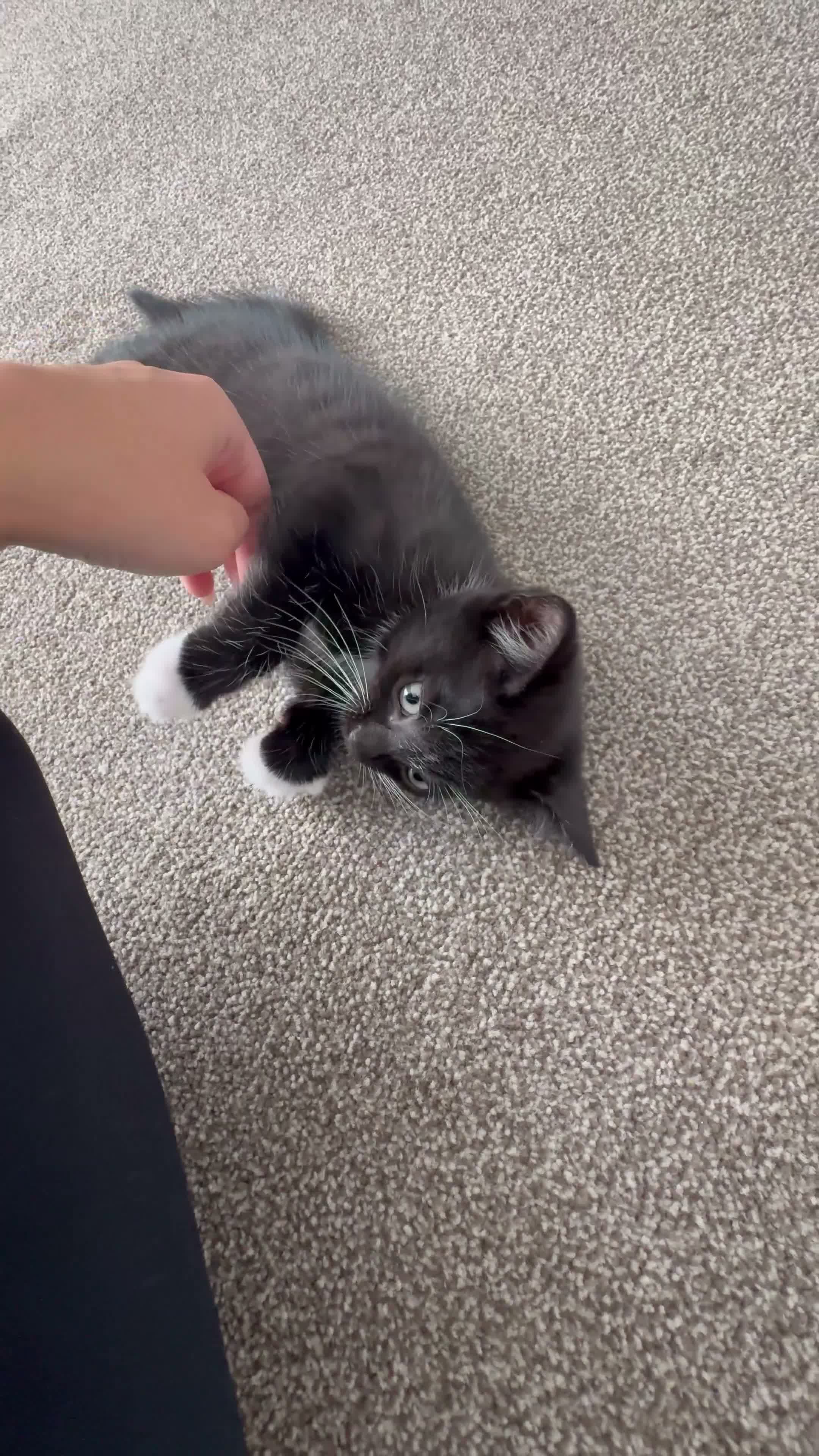 Domestic Shorthair cats for sale: Beautiful 9 week boy looking for forever home  - Video 2
