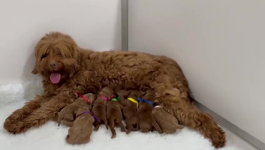 Australian Labradoodle dogs for sale: Superior Australian Labradoodle Puppies Ready Feb. - Video 1