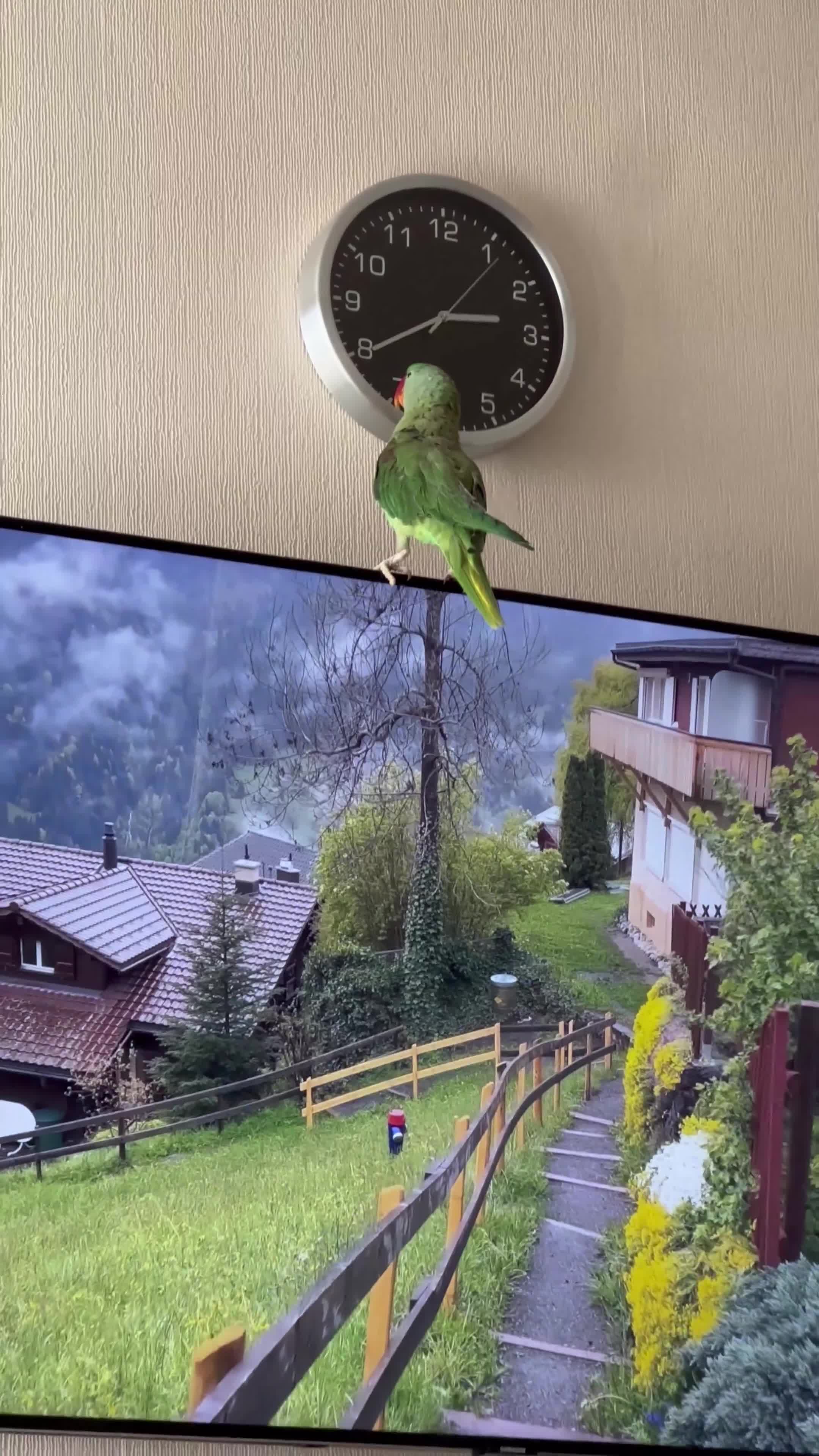 Ringnecks birds for sale: Speaking male alexandrine ringneck parrot - Video 2