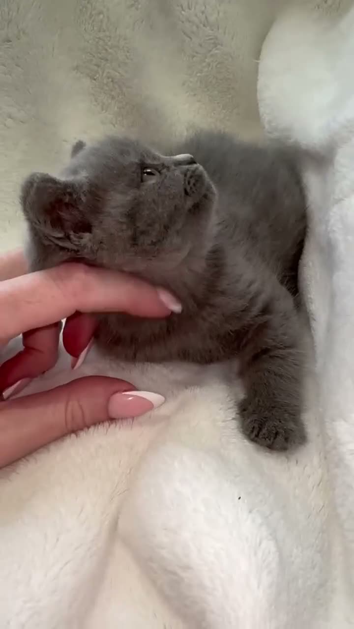 British Longhair cats for sale: Beautiful British long hair kittens  - Video 1