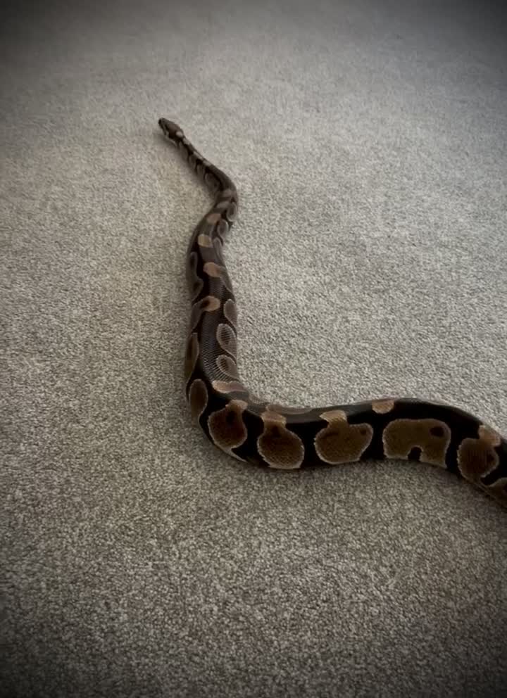 Python Snake reptiles for sale: Ball python Monty  - Video 1
