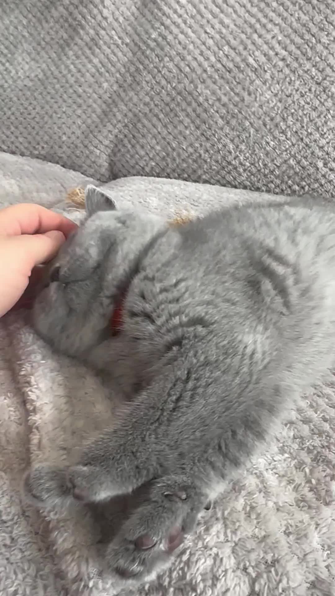 British Shorthair cats for sale: SALE!!   BSH Kitten SALE!! £650 - Video 2