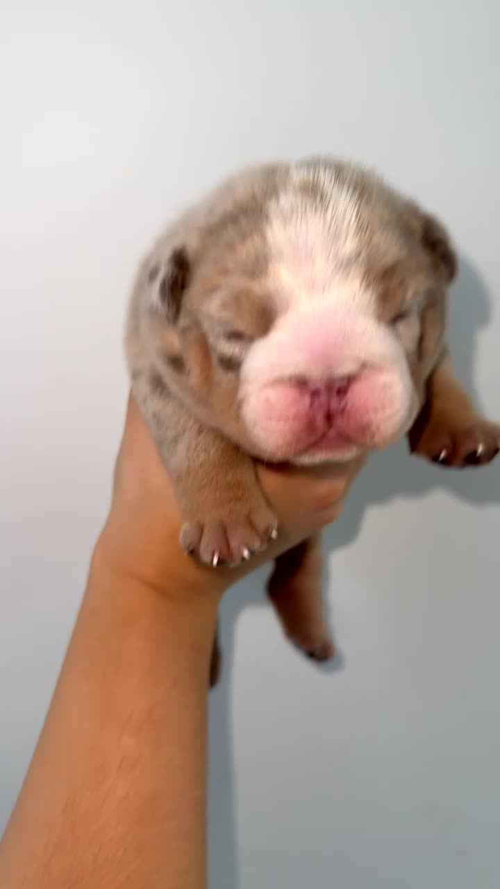 English Bulldog dogs for sale: Beautiful Lilac Tri English Bulldogs - Video 3