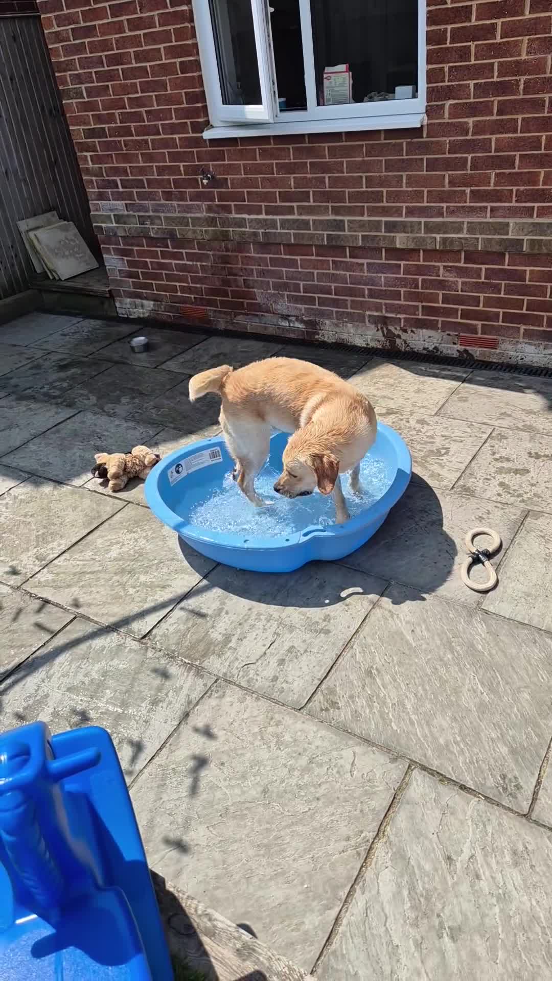 Goldador dogs for sale: 1 year old goldador male - Video 1
