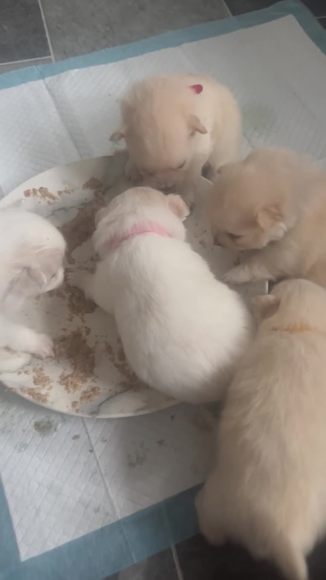 Pomeranian dogs for sale: Beautiful Pomeranian Puppies - Video 4