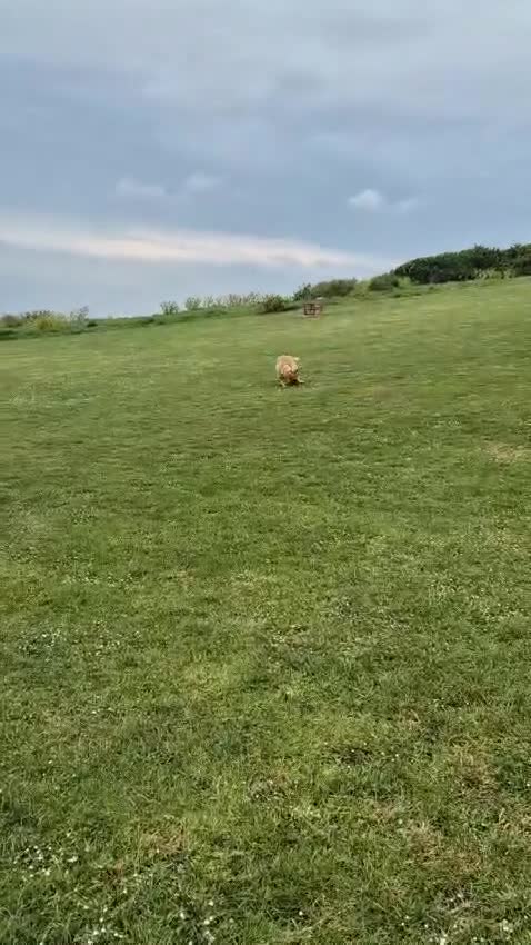 Mixed Breed dogs for adoption: Urgent Home 4 Beautiful Phoebe 🥀  - Video 3