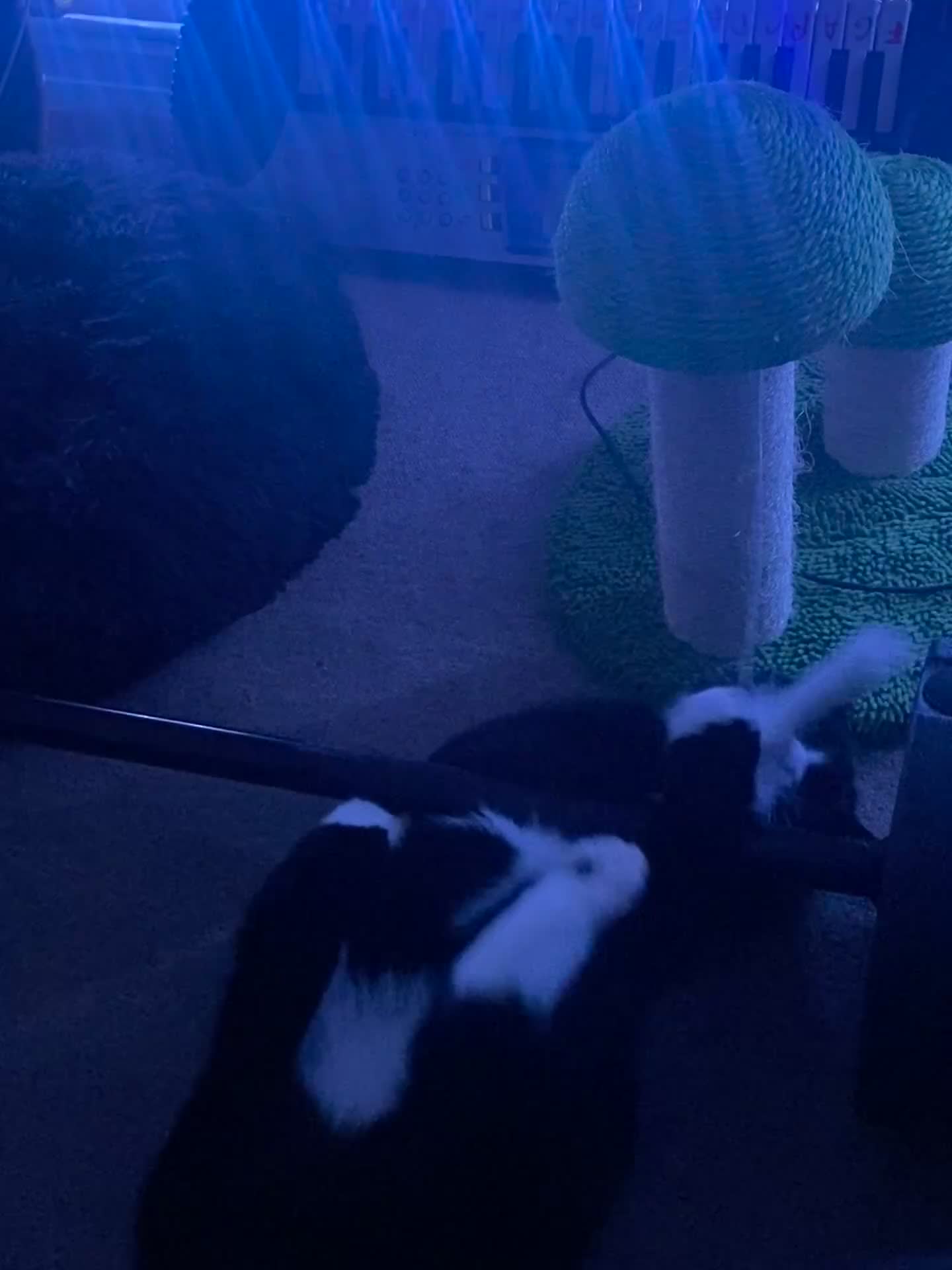 Bombay cats for sale: Black and white cat named -(Onyx)  - Video 1