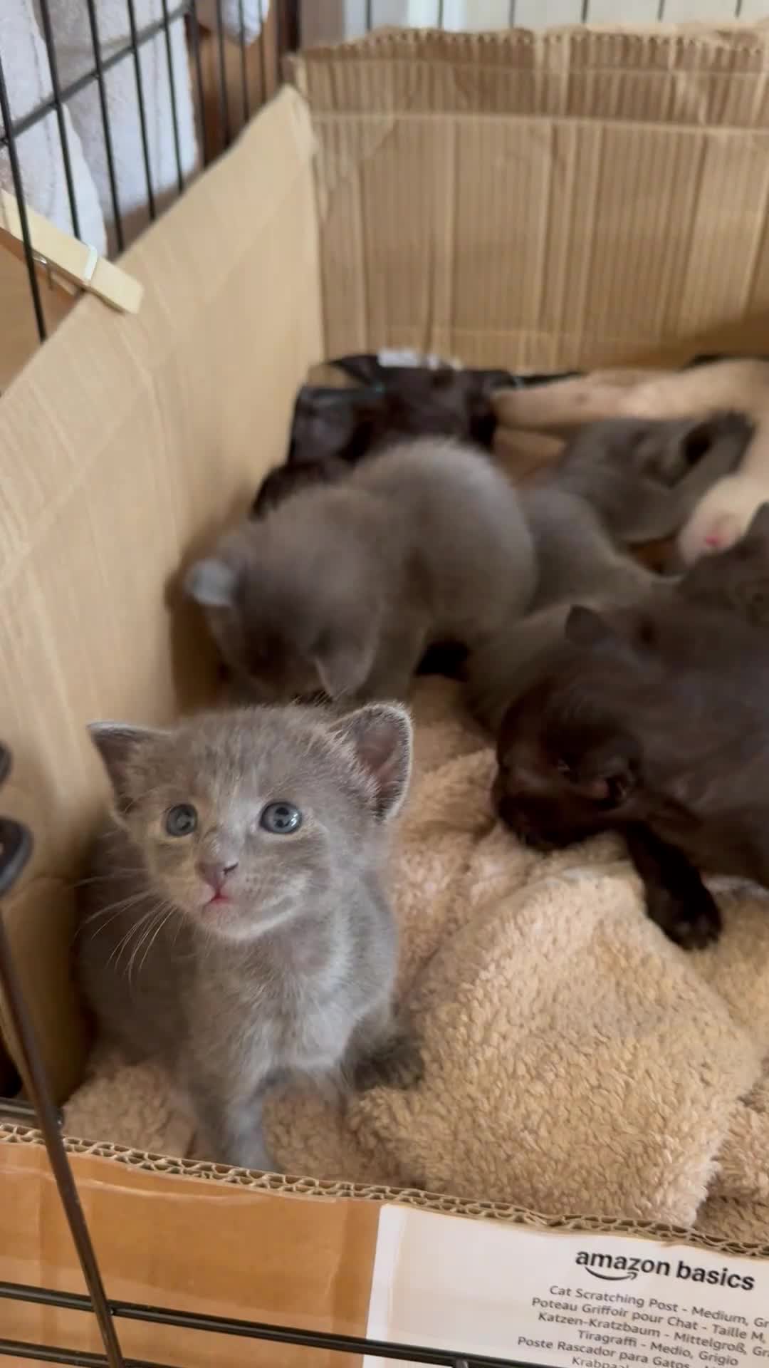 Mixed Breed cats for sale: Half Siamese beautiful kittens  - Video 1