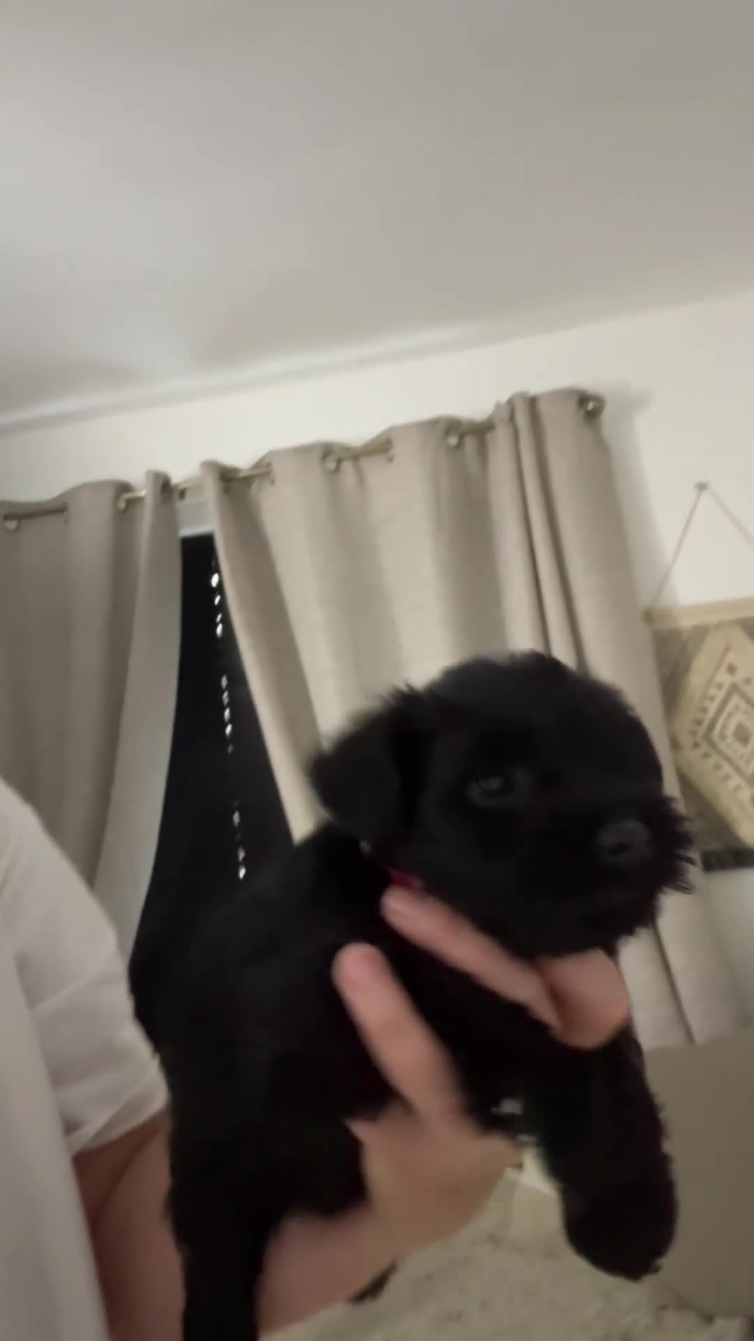 Miniature Schnauzer dogs for sale: ❤️🐾LAST BOY REMAINING🐾❤️ - Video 2