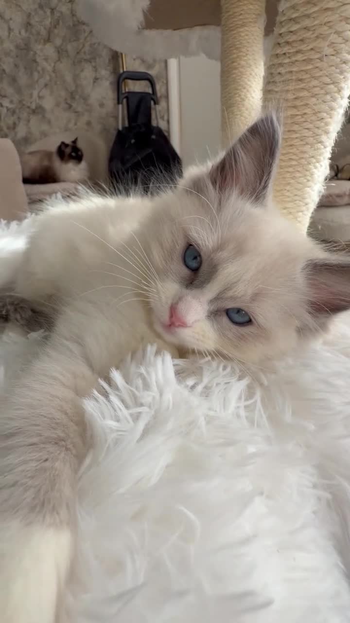 Ragdoll cats for sale: pure ragdoll - Video 1