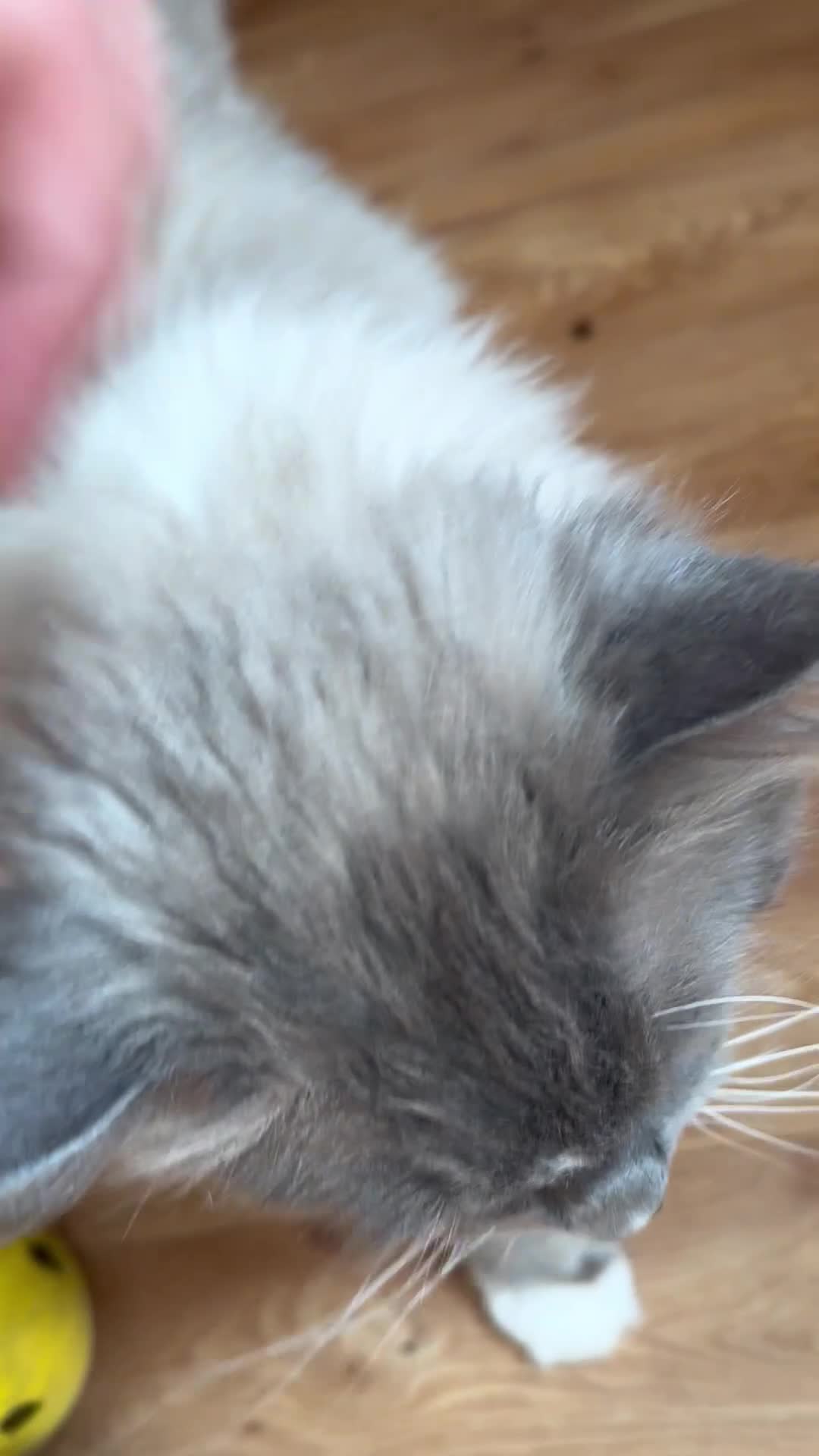 Ragdoll cats for sale: Beautiful Ragdoll boy  - Video 1