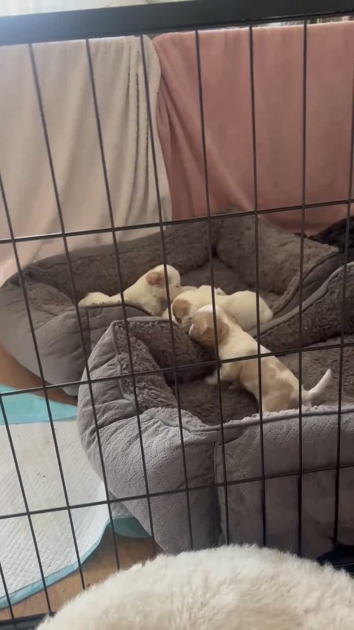 Mixed Breed dogs for sale: Cavapoo puppies  - Video 4