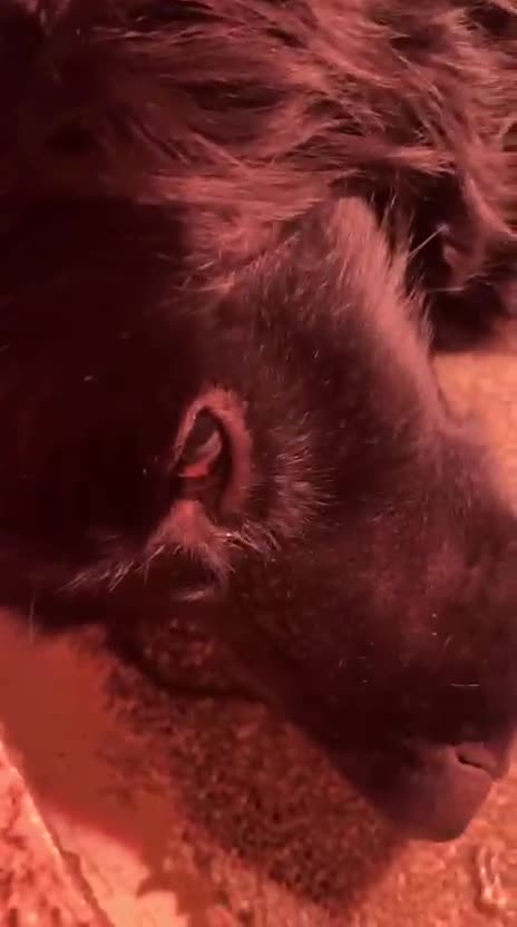 Cocker Spaniel dogs for sale: Cocker Spaniel  - Video 1