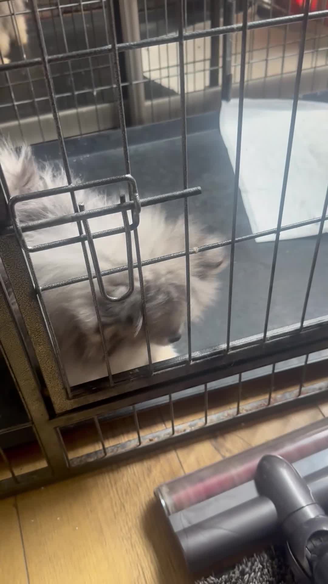 Pomeranian dogs for sale: Tiny calm boy - neutered  - Video 1