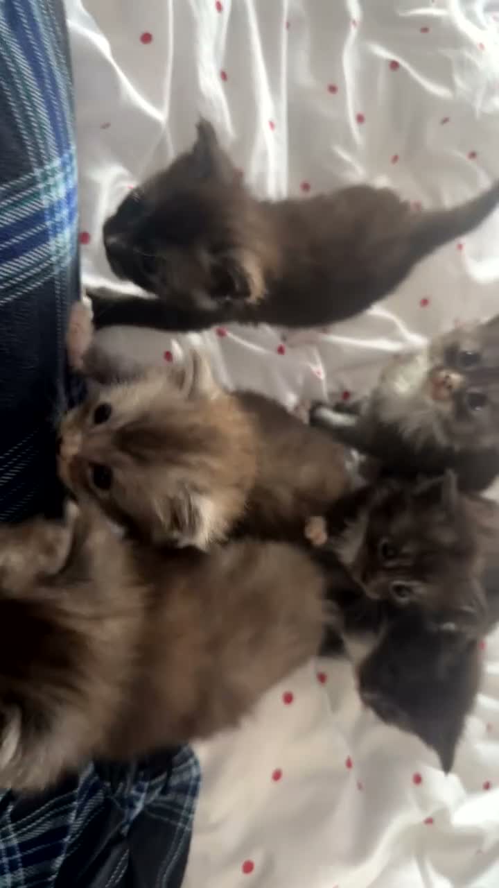 Maine Coon cats for sale: Maine coon kittens tica reg - Video 2