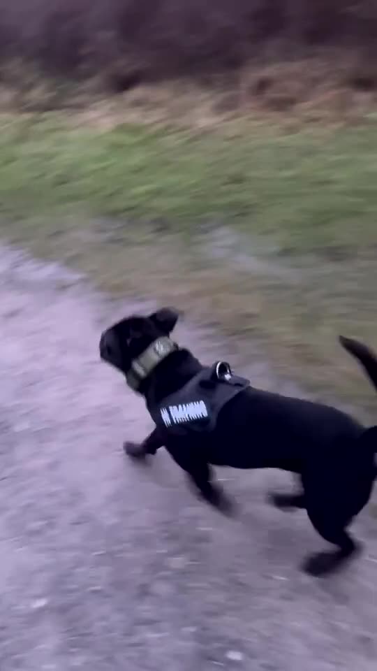 Cane Corso dogs for sale: Cane corso 1 year old - Video 4