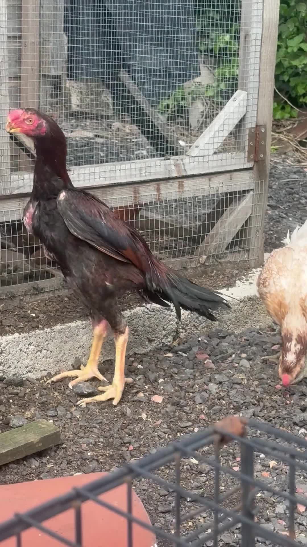 Chickens poultry for sale: Indian Parrot Beak pair not Aseel Asil Shamo Thai - Video 1