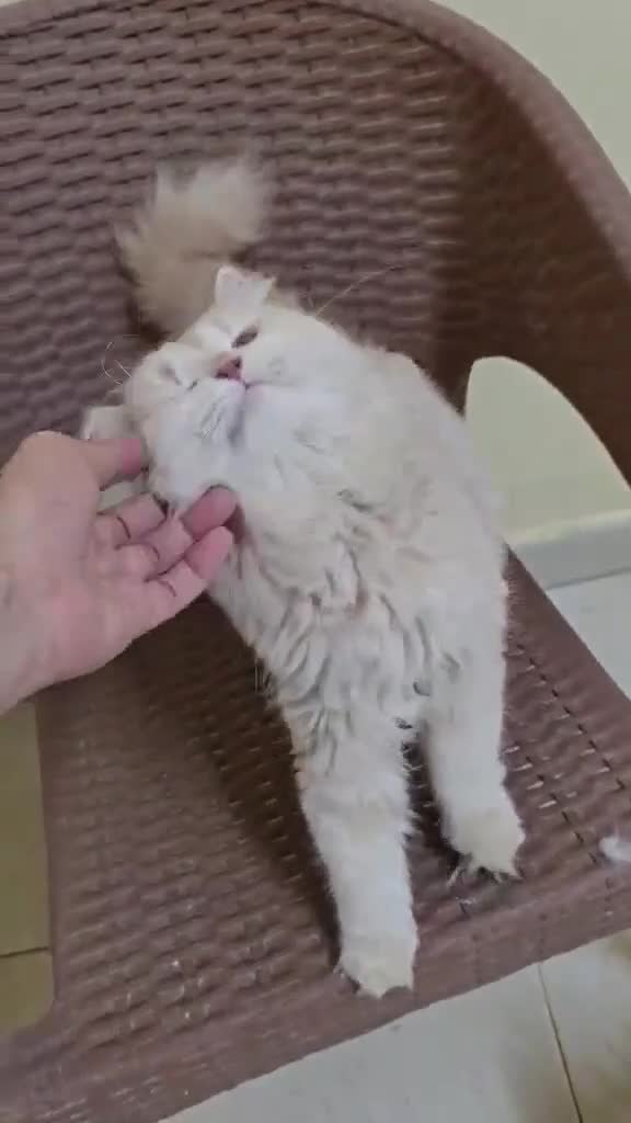 Mixed Breed cats for adoption: Sweet Magic is looking for love - Video 1