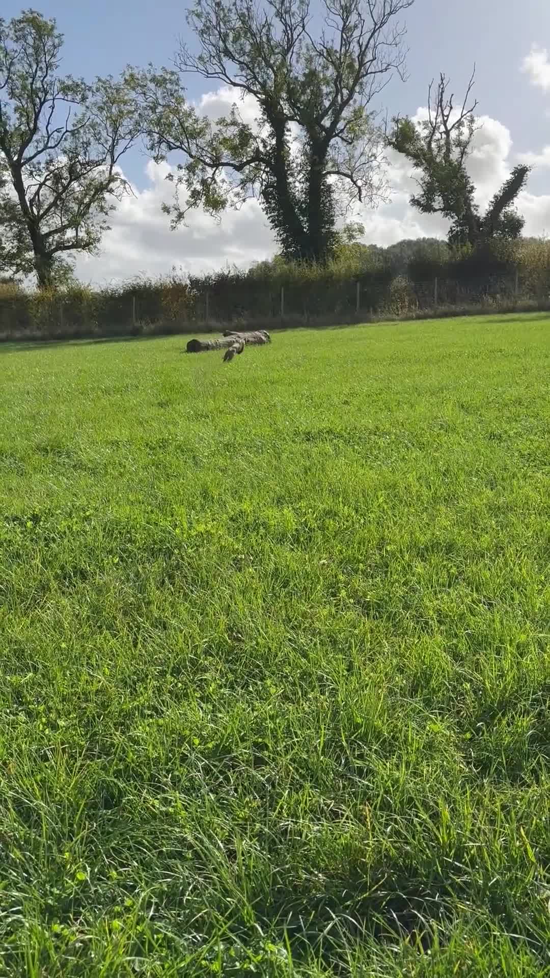 Whippet dogs for sale: Loving Brindle KC Reg Whippet boy - Video 2