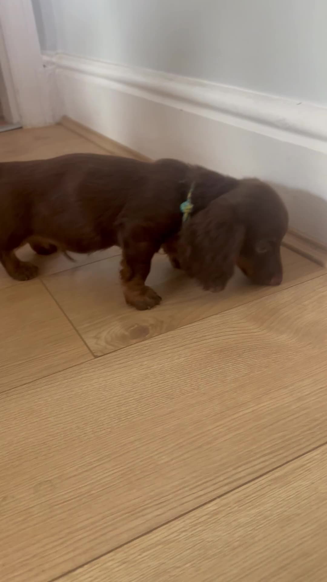 Dachshund dogs for sale: 1  Miniature long hair dachshund puppy left  - Video 1