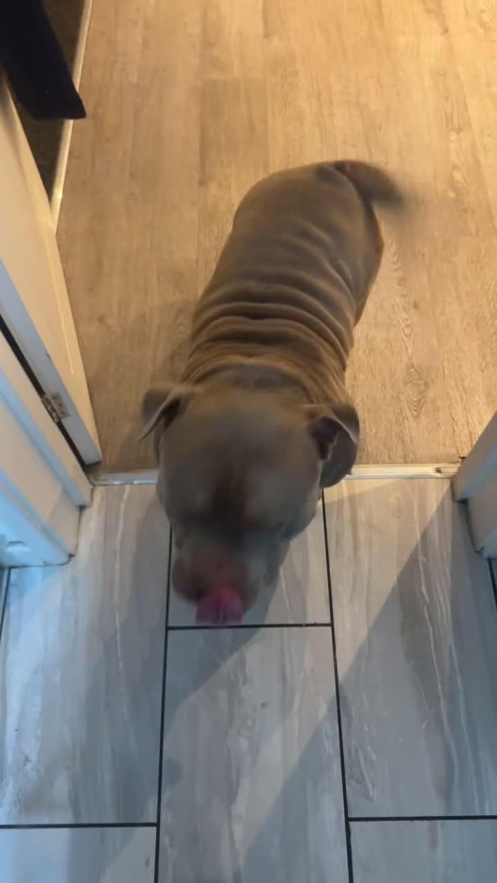 American Bully dogs for stud: Pocket bully for STUD - Video 1