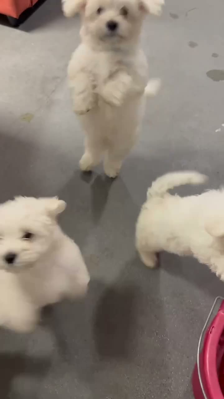 Maltese dogs for sale: Selling Bichon Maltese  - Video 1